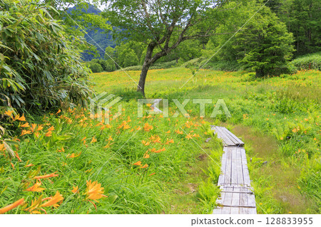 Day lilies in full bloom at Higashidateyama Alpine Garden 128833955