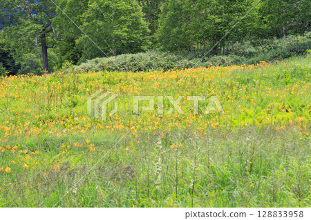 東館山高山花園盛開的萱草 128833958