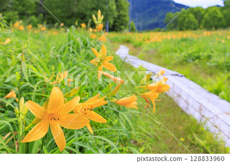 東館山高山花園盛開的萱草 東館山高山花園盛開的萱草 128833960