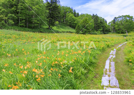 東館山高山花園盛開的萱草 東館山高山花園盛開的萱草 128833961