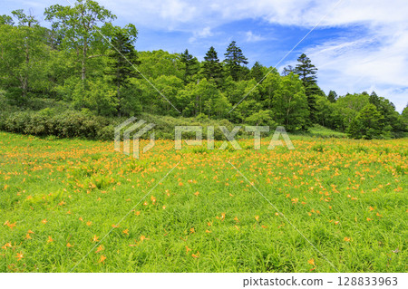 東館山高山花園盛開的萱草 東館山高山花園盛開的萱草 128833963