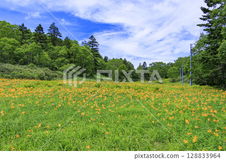 Day lilies in full bloom at Higashidateyama Alpine Garden Day lilies in full bloom at Higashidateyama Alpine Garden 128833964
