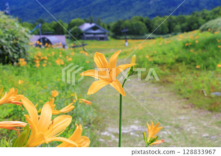 Day lilies in full bloom at Higashidateyama Alpine Garden Day lilies in full bloom at Higashidateyama Alpine Garden 128833967