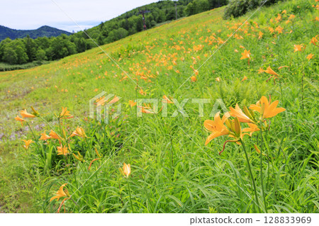 Day lilies in full bloom at Higashidateyama Alpine Garden 128833969