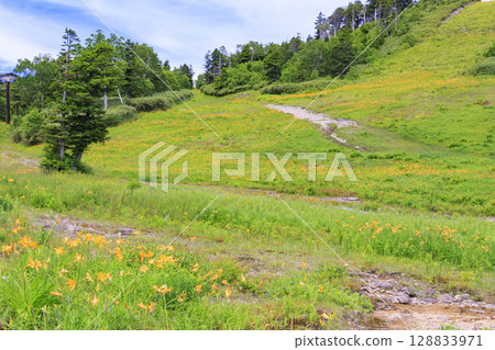 東館山高山花園盛開的萱草 128833971