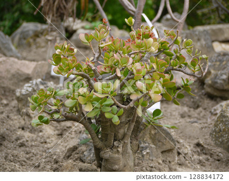 Crassula succulent close up in wild Crassula succulent close up in wild 128834172