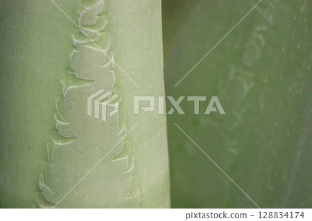 Abstract background, texture of huge aloe leaf close up Abstract background, texture of huge aloe leaf close up 128834174