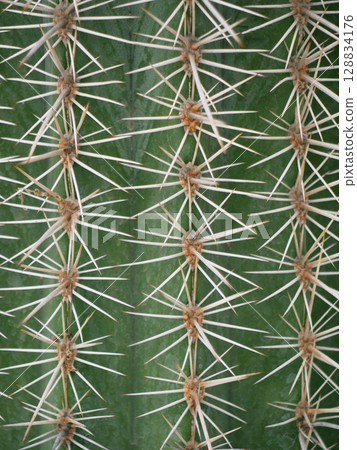 Abstract background, texture of cactus with thorns close up Abstract background, texture of cactus with thorns close up 128834176