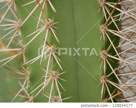 Abstract background, texture of cactus with thorns close up Abstract background, texture of cactus with thorns close up 128834177