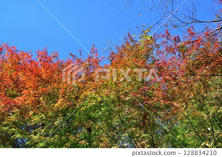 Autumn leaves at Fukuman Kokuzoson Enzoji Temple (Fukushima Prefecture) 128834210