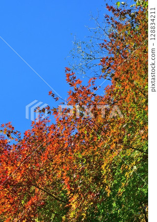 福萬國藏尊圓藏寺的秋葉（福島縣） 128834211