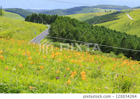 Day lilies bloom on the shoulders of Mt. Kurumayama in Kirigamine Day lilies bloom on the shoulders of Mt. Kurumayama in Kirigamine 128834264