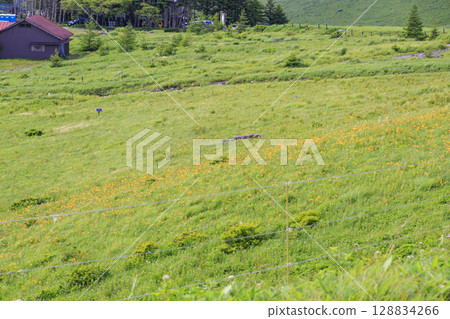 Day lilies bloom on the shoulders of Mt. Kurumayama in Kirigamine 128834266