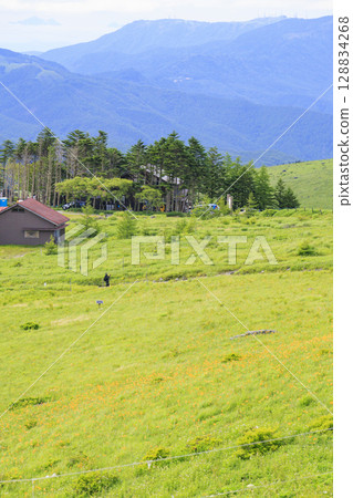 黃花菜盛開的霧峰車磨山肩 黃花菜盛開的霧峰車磨山肩 128834268