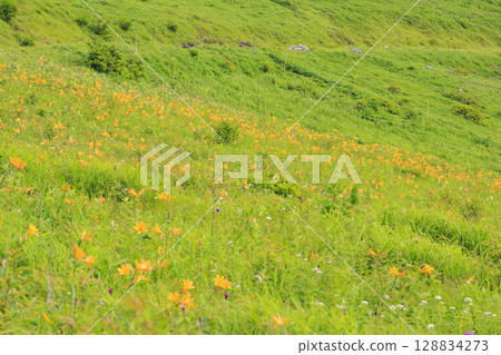 黃花菜盛開的霧峰車磨山肩 黃花菜盛開的霧峰車磨山肩 128834273