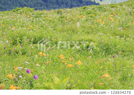 黃花菜盛開的霧峰車磨山肩 128834278