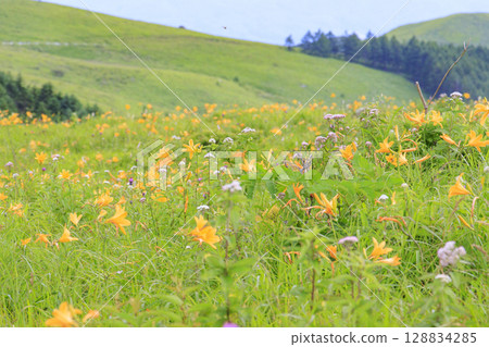 黃花菜盛開的霧峰車磨山肩 128834285