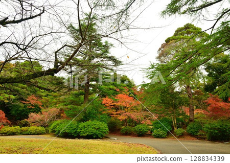 Autumn leaves in Momiji Valley, Yahiko Park (Niigata Prefecture) Autumn leaves in Momiji Valley, Yahiko Park (Niigata Prefecture) 128834339