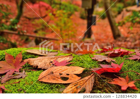 彌彥公園紅葉溪谷的紅葉（新潟縣） 128834420