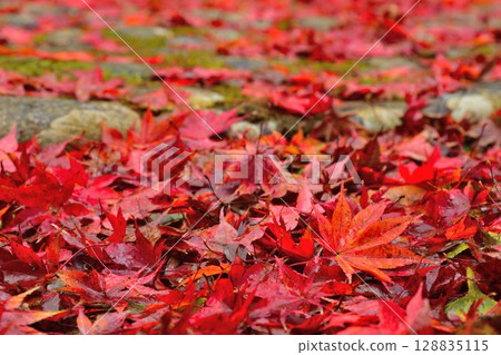 Shugetsuji Temple in autumn colors (Niigata Prefecture) Shugetsuji Temple in autumn colors (Niigata Prefecture) 128835115