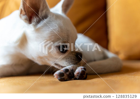 White chihuahua dog licking its paw on a sofa 128835129