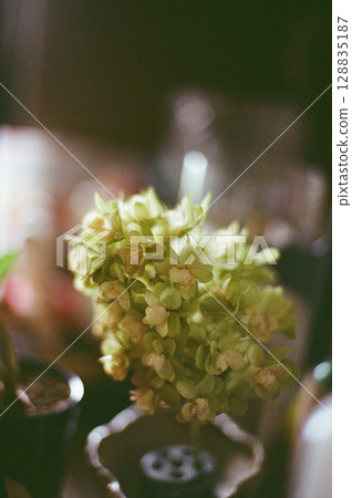 乾花繡球花 乾花繡球花 128835187