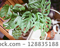 室內植物 Madokazura 128835188