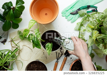 Woman watering pothos plant, practicing indoor plant care and promoting healthy green growth. Plant rehabilitation Woman watering pothos plant, practicing indoor plant care and promoting healthy green growth. Plant rehabilitation 128835225
