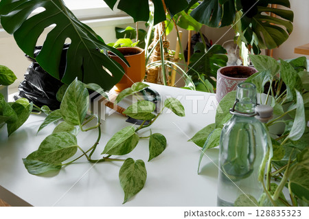 Table filled with houseplants and various plant care tools in a cozy indoor environment. Plant rehabilitation 128835323
