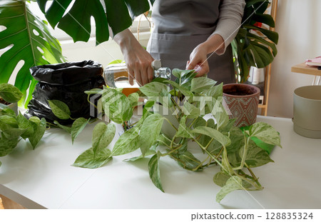 Woman watering pothos plant, practicing indoor plant care and promoting healthy green growth. Plant rehabilitation Woman watering pothos plant, practicing indoor plant care and promoting healthy green growth. Plant rehabilitation 128835324