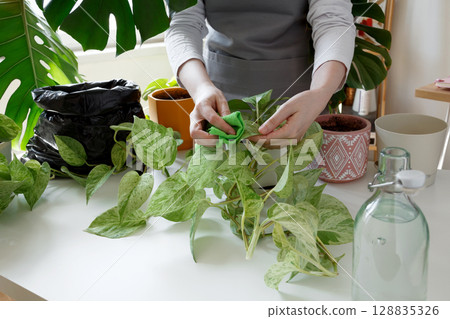 Woman wiping pothos leaves with cloth, performing gentle indoor plant care. Plant rehabilitation Woman wiping pothos leaves with cloth, performing gentle indoor plant care. Plant rehabilitation 128835326