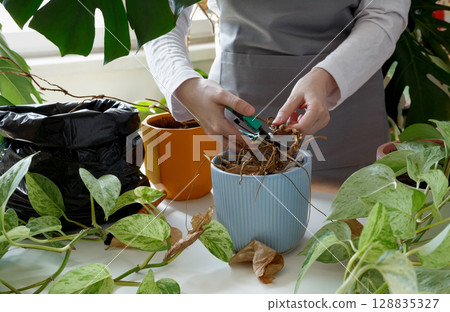 Woman caring for neglected plants, restoring and reviving sick houseplants. Plant rehabilitation 128835327