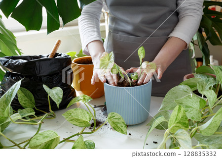 Woman repotting plant, performing indoor gardening and plant care at home. Plant rehabilitation Woman repotting plant, performing indoor gardening and plant care at home. Plant rehabilitation 128835332