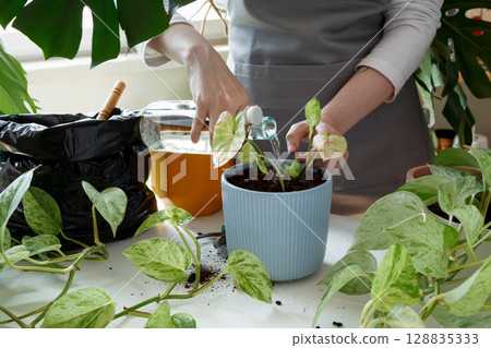 Woman caring for houseplants and watering freshly repotted plant. Plant rehabilitation Woman caring for houseplants and watering freshly repotted plant. Plant rehabilitation 128835333