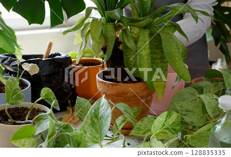 Woman caring for neglected plants, restoring and reviving sick houseplants. Plant rehabilitation 128835335