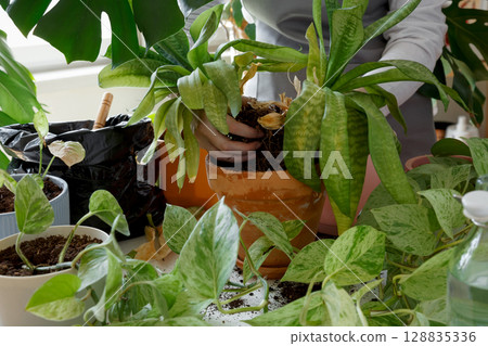Woman caring for neglected plants, restoring and reviving sick houseplants. Plant rehabilitation 128835336