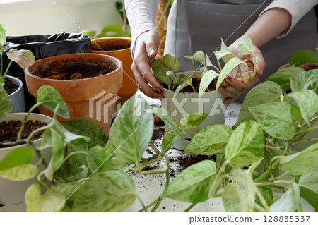 Woman repotting pothos plant, performing indoor gardening and plant care at home. Plant rehabilitation Woman repotting pothos plant, performing indoor gardening and plant care at home. Plant rehabilitation 128835337