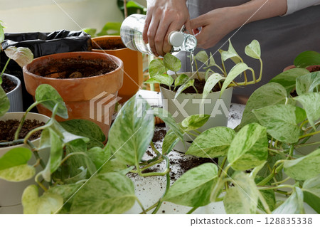 Woman caring for houseplants and watering freshly repotted plant. Plant rehabilitation 128835338