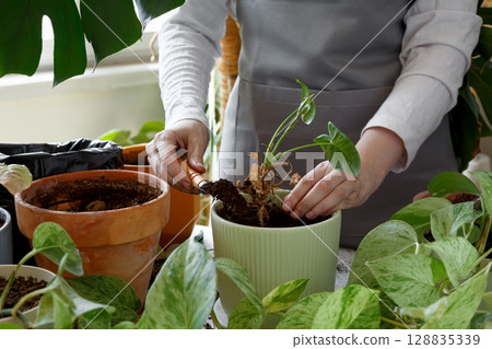 Woman repotting plant, performing indoor gardening and plant care at home. Plant rehabilitation 128835339