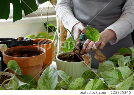 Woman caring for neglected plants, restoring and reviving sick houseplants. Plant rehabilitation 128835340