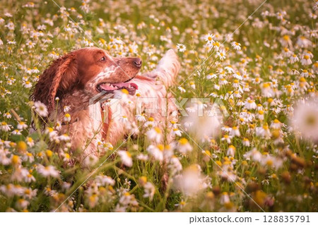 A beautiful spaniel in the rays of the setting sun. The dog sits among the flowers and grass. Russian Spaniel A beautiful spaniel in the rays of the setting sun. The dog sits among the flowers and grass. Russian Spaniel 128835791