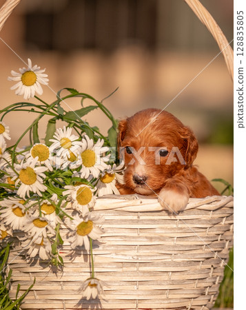 A red Labradoodle or poodle puppy in a basket of flowers. Card with a cute dog A red Labradoodle or poodle puppy in a basket of flowers. Card with a cute dog 128835805