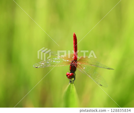 Male of Hachyutombo Male of Hachyutombo 128835834