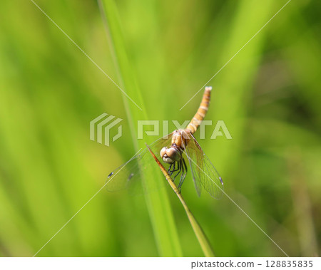 A female dragonfly just after emerging A female dragonfly just after emerging 128835835
