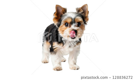 A charming Biewer Yorkie stands on a white background, licking its nose with its tongue. The dog's playful demeanor and fluffy fur create an adorable character that captures attention. 128836272
