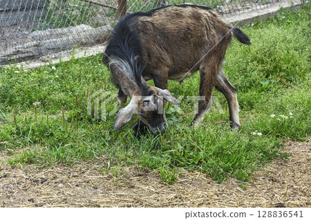 Pets. A domestic goat eats green grass 128836541