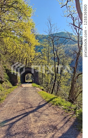 Forest path Forest path 128836900