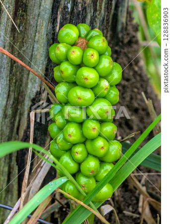 Wild plant with green berries Wild plant with green berries 128836903