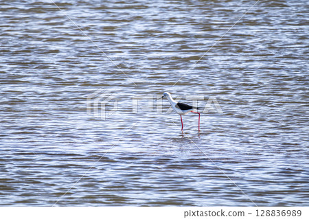 Black-winged stilt, Himantopus himantopus in the Sado Estuary Natural Reserve in Comporta in Portugal Black-winged stilt, Himantopus himantopus in the Sado Estuary Natural Reserve in Comporta in Portugal 128836989