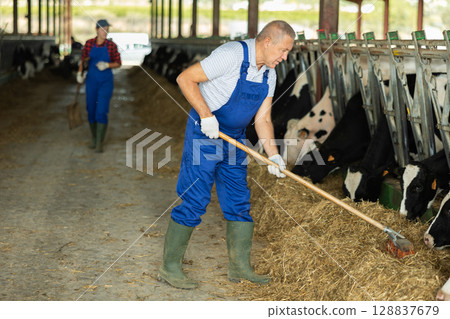 Elderly man sweeps hay in cowshed 128837679